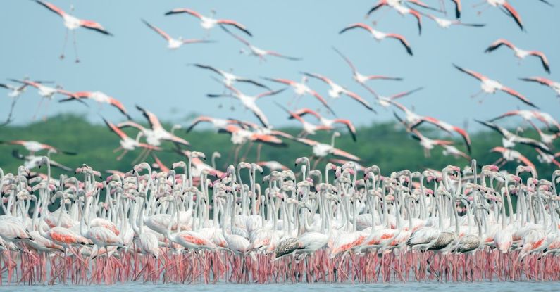 Water Sensors - Flock of Flamingos on Lake