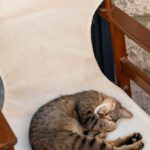 Sleep Tracking - Cat Sleeping on an Old Armchair