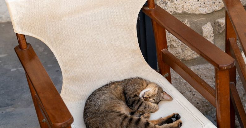 Sleep Tracking - Cat Sleeping on an Old Armchair